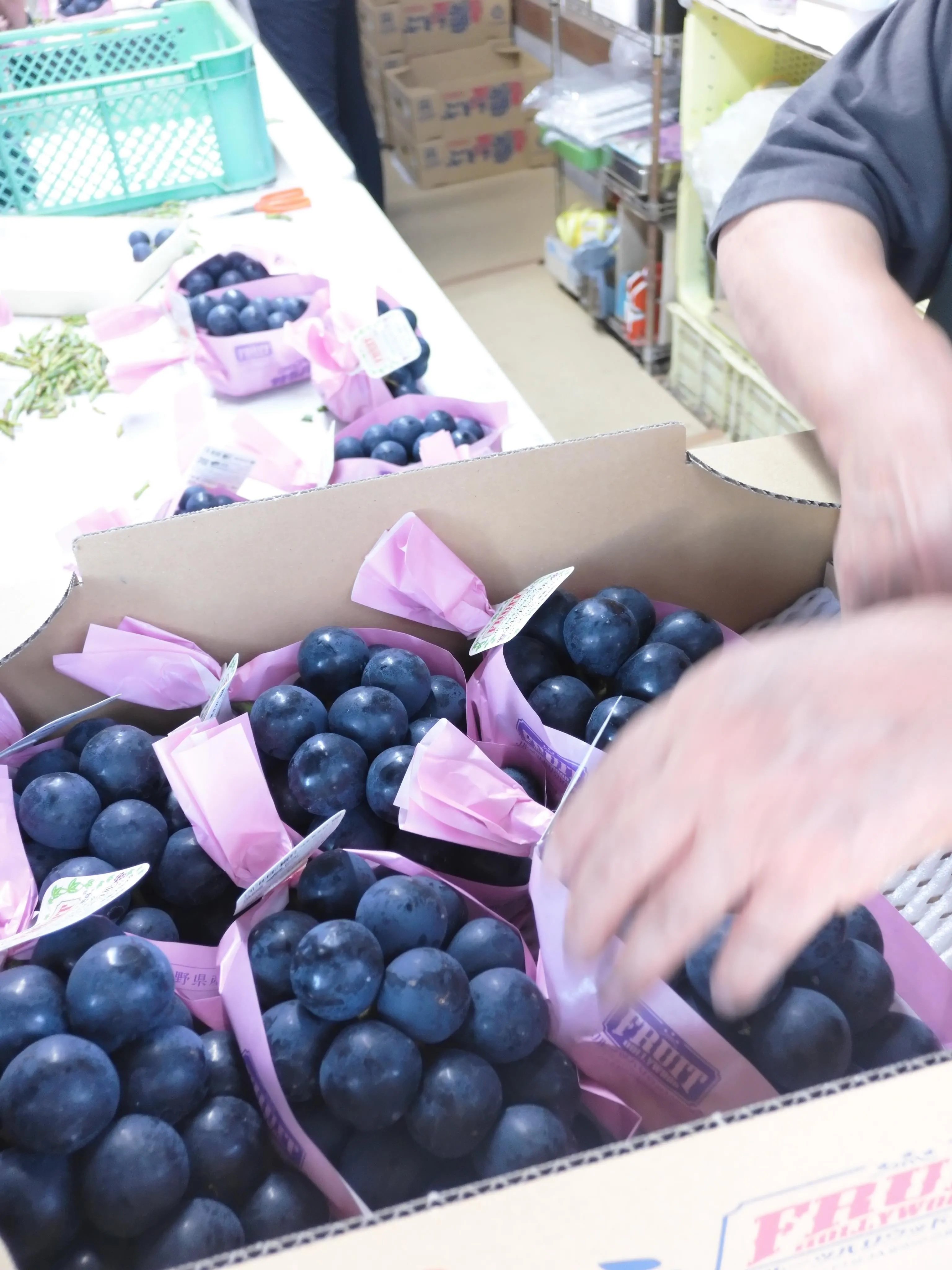 今年もぶどうの出荷が始まりました🍇