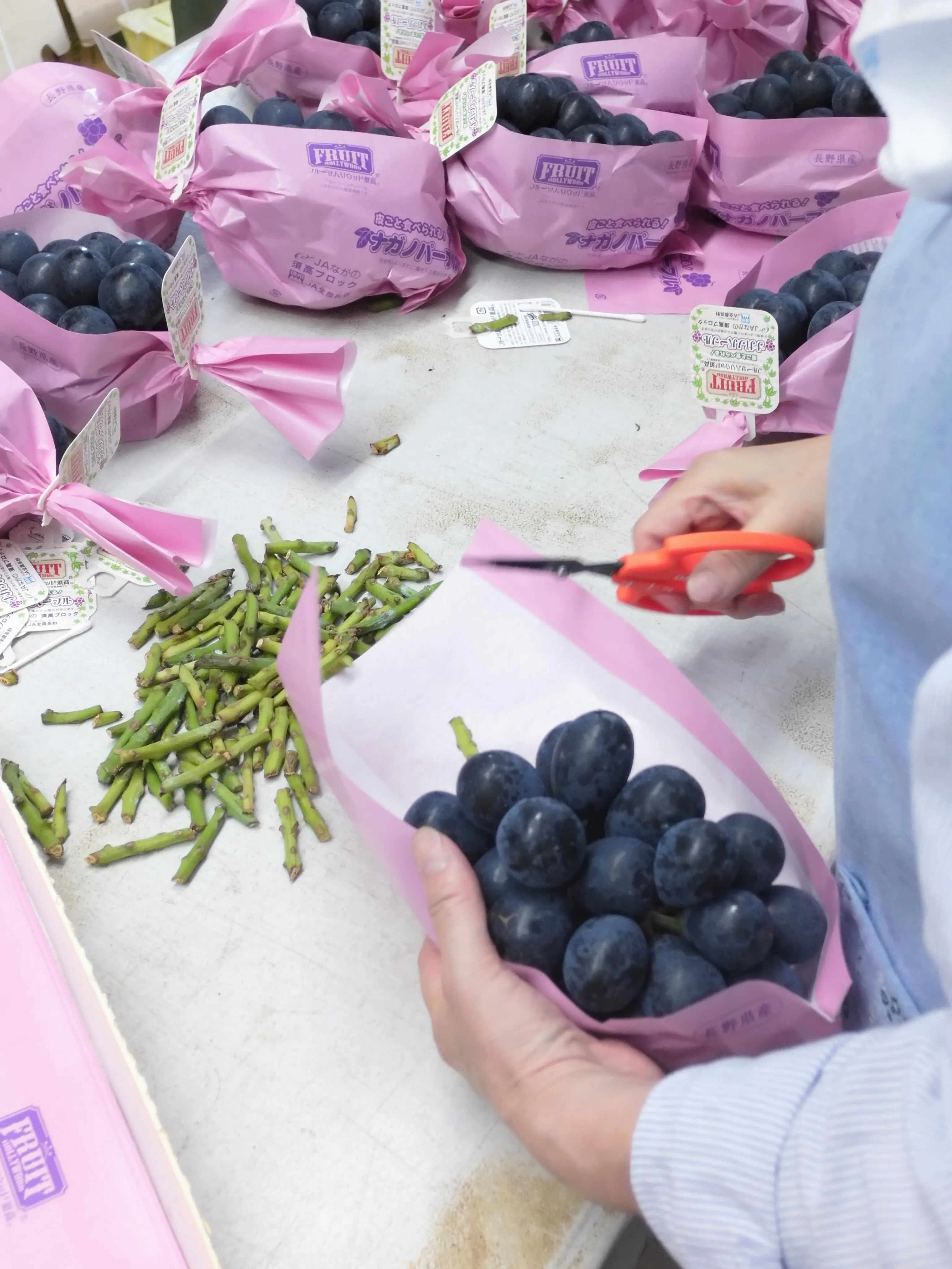 今年もぶどうの出荷が始まりました🍇