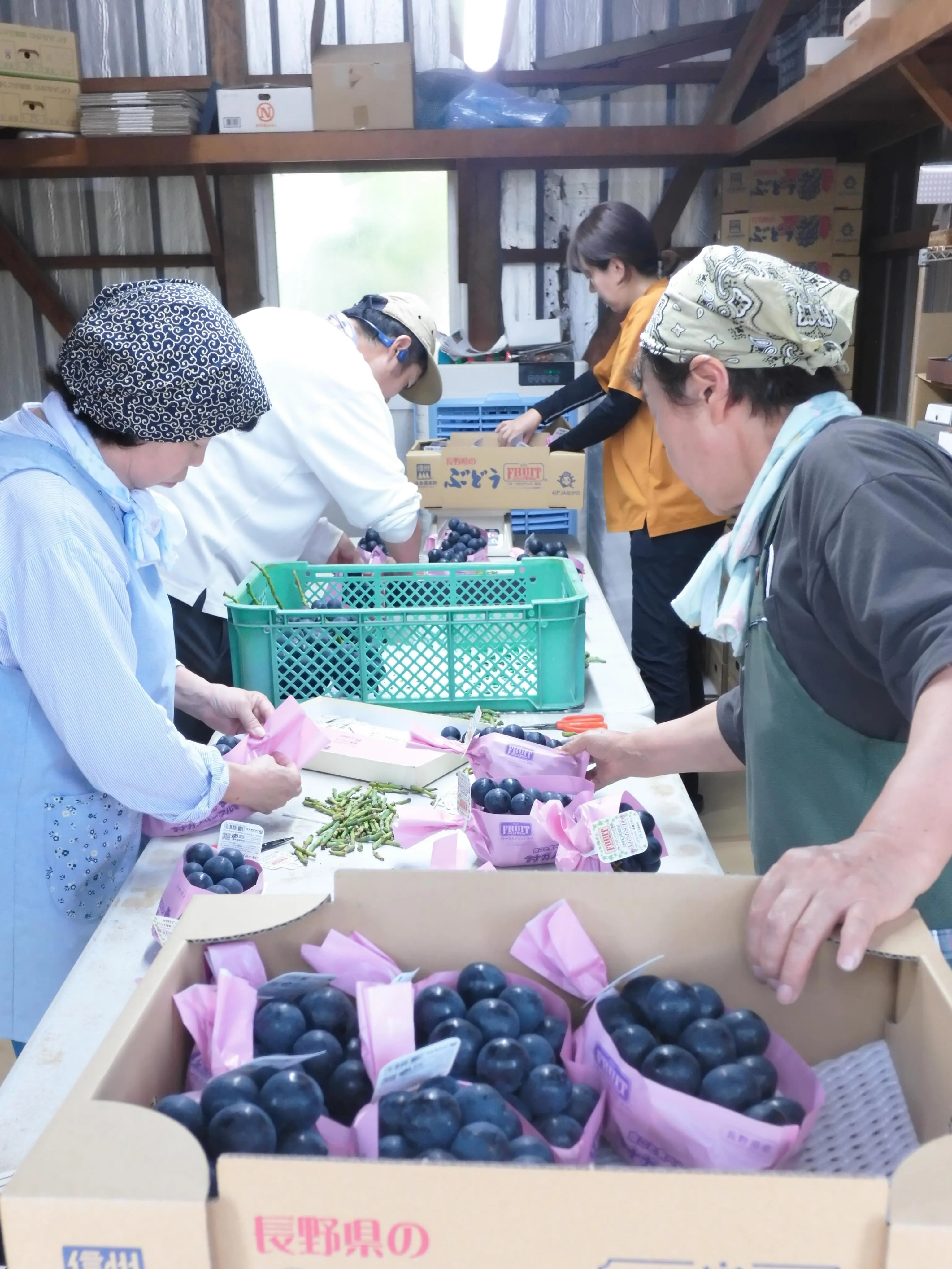 今年もぶどうの出荷が始まりました🍇