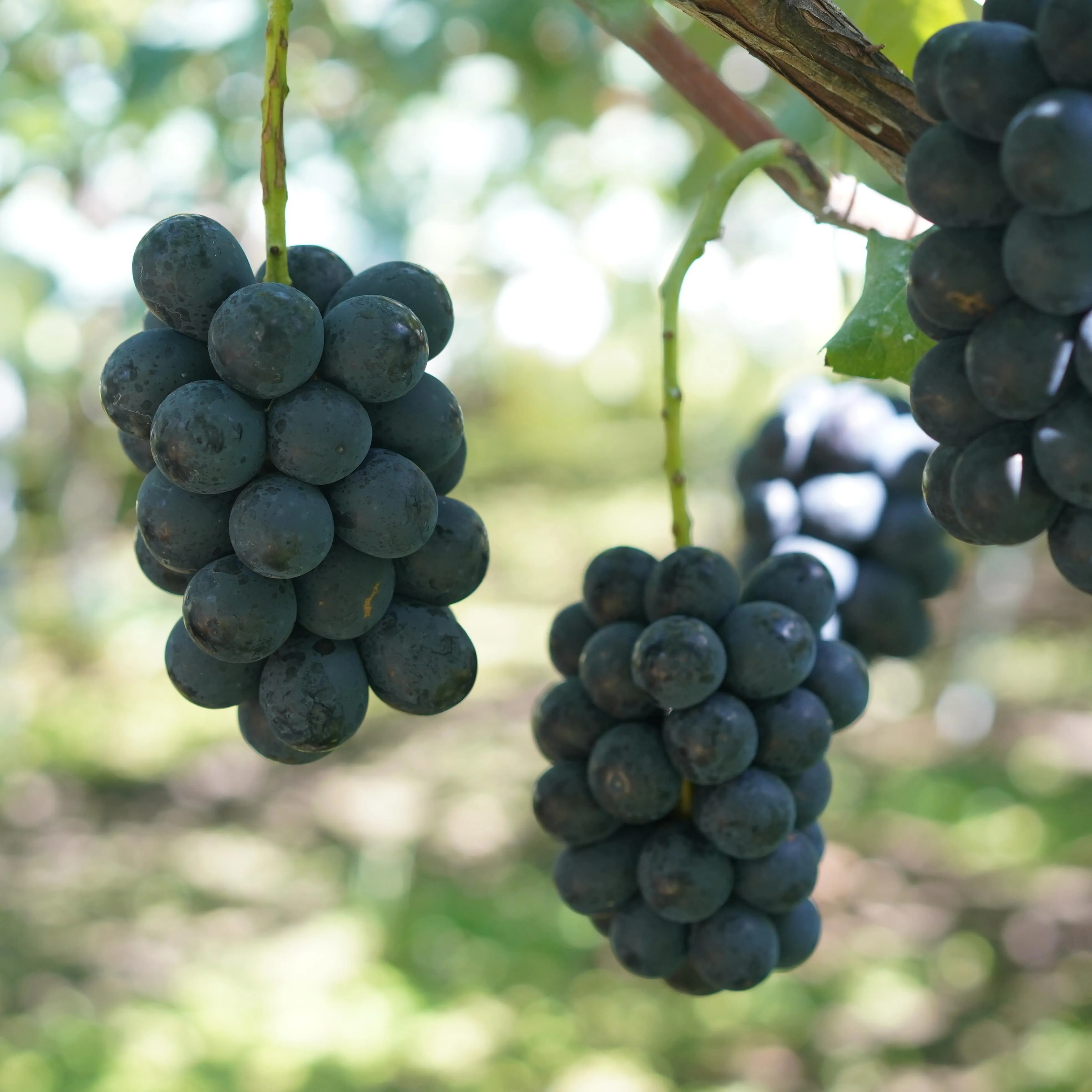 ナガノパープルの店頭販売について🍇