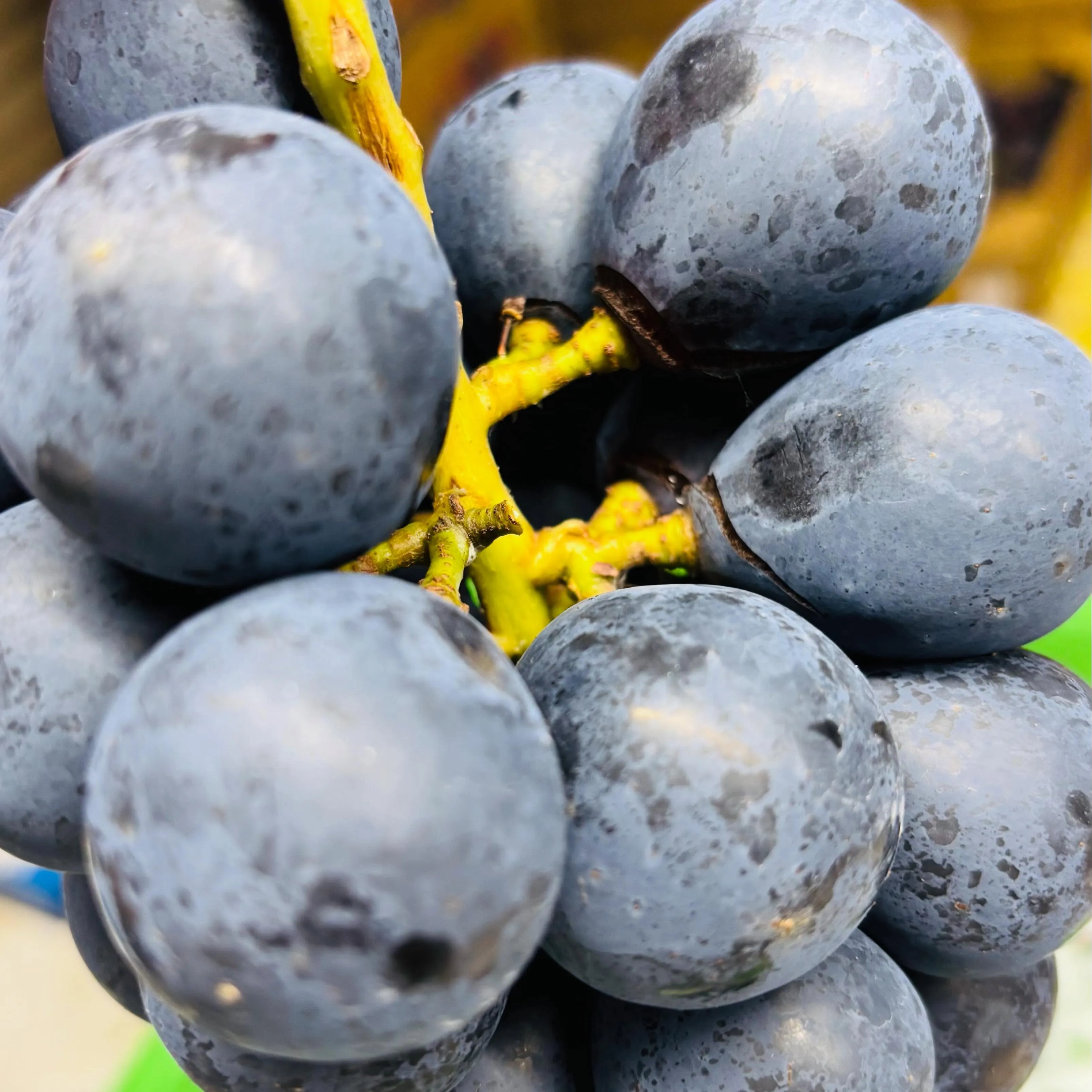ナガノパープルの店頭販売について🍇