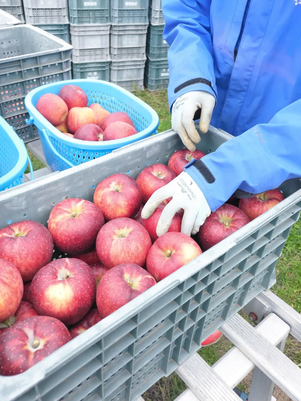 訳ありりんご1個100円で販売します！🍎