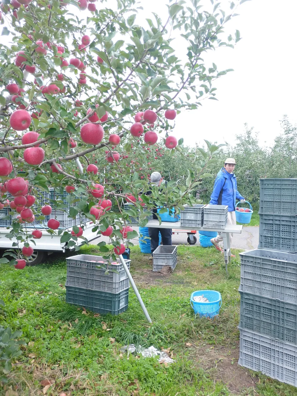 訳ありりんご1個100円で販売します！🍎