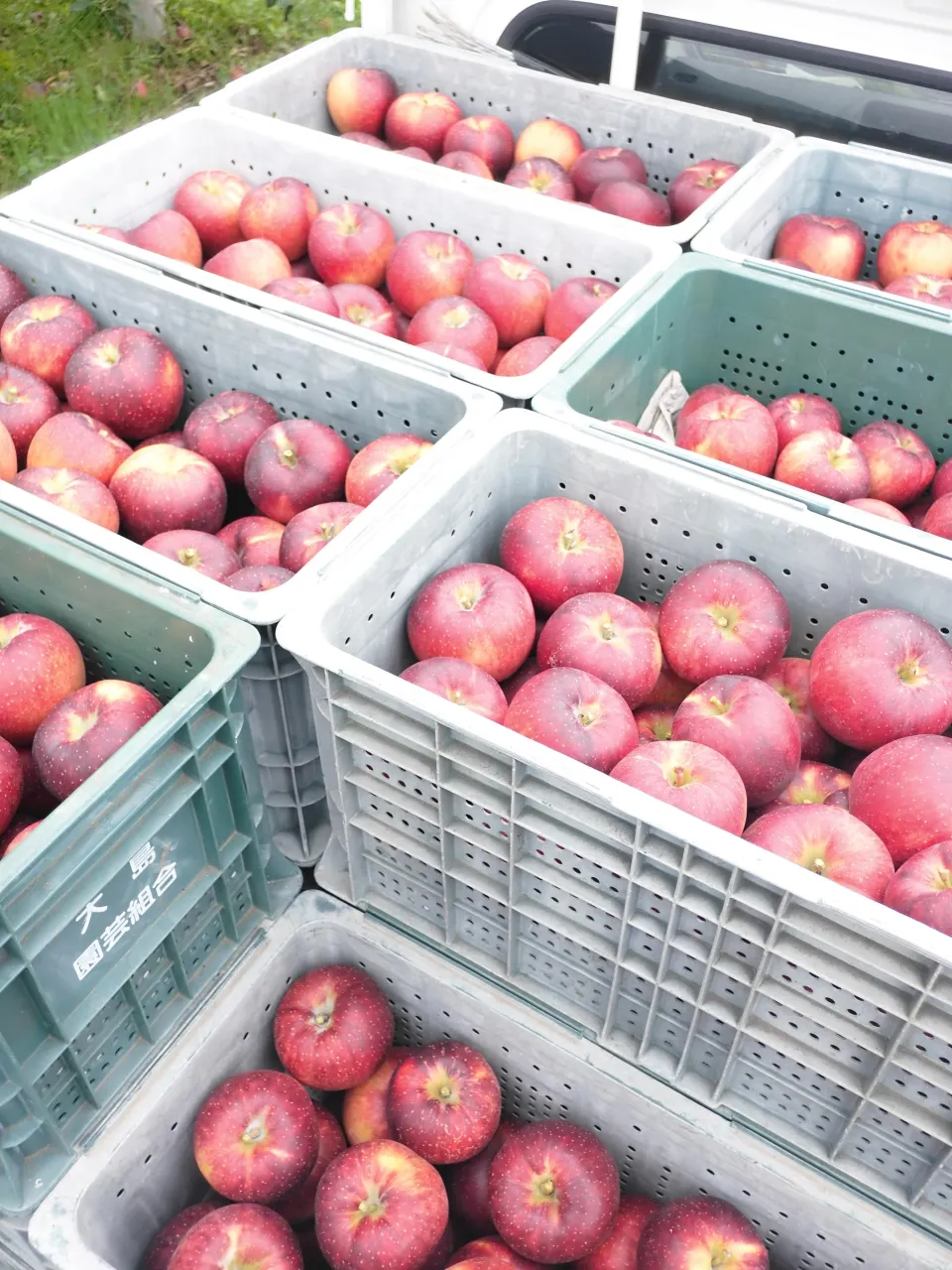 訳ありりんご1個100円で販売します！🍎